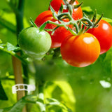 Moonval Plant Ties, Reusable Plastic Garden Plant Support Clips for Vines, Tomatoes & Vegetables