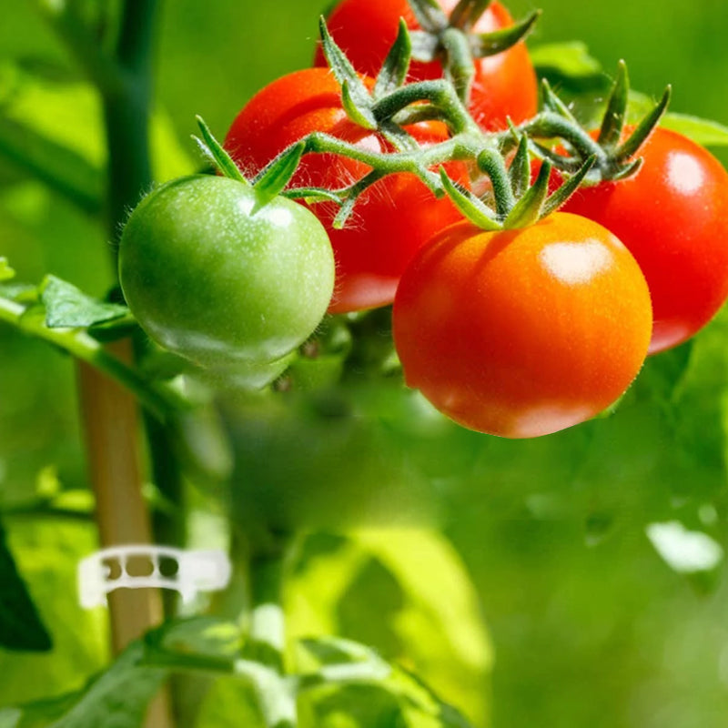Moonval Plant Ties, Reusable Plastic Garden Plant Support Clips for Vines, Tomatoes & Vegetables