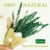 20 Pcs Preserved Dried Eucalyptus Stems, 17" Natural Fresh Eucalyptus Bundles for Shower, Real Plant for Vase Filler, Dried Flowers Arrangement, Home Decor